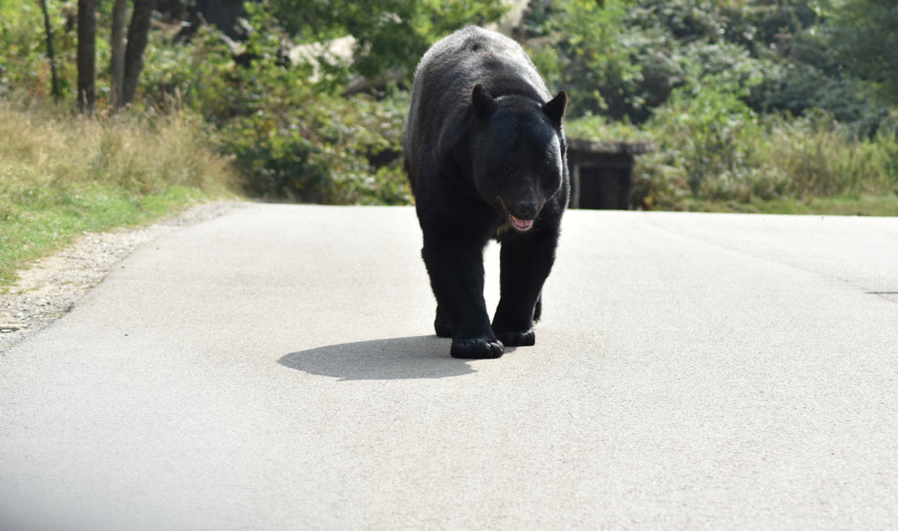 Securr’s BearSaver Receptacles Keep Bears Out